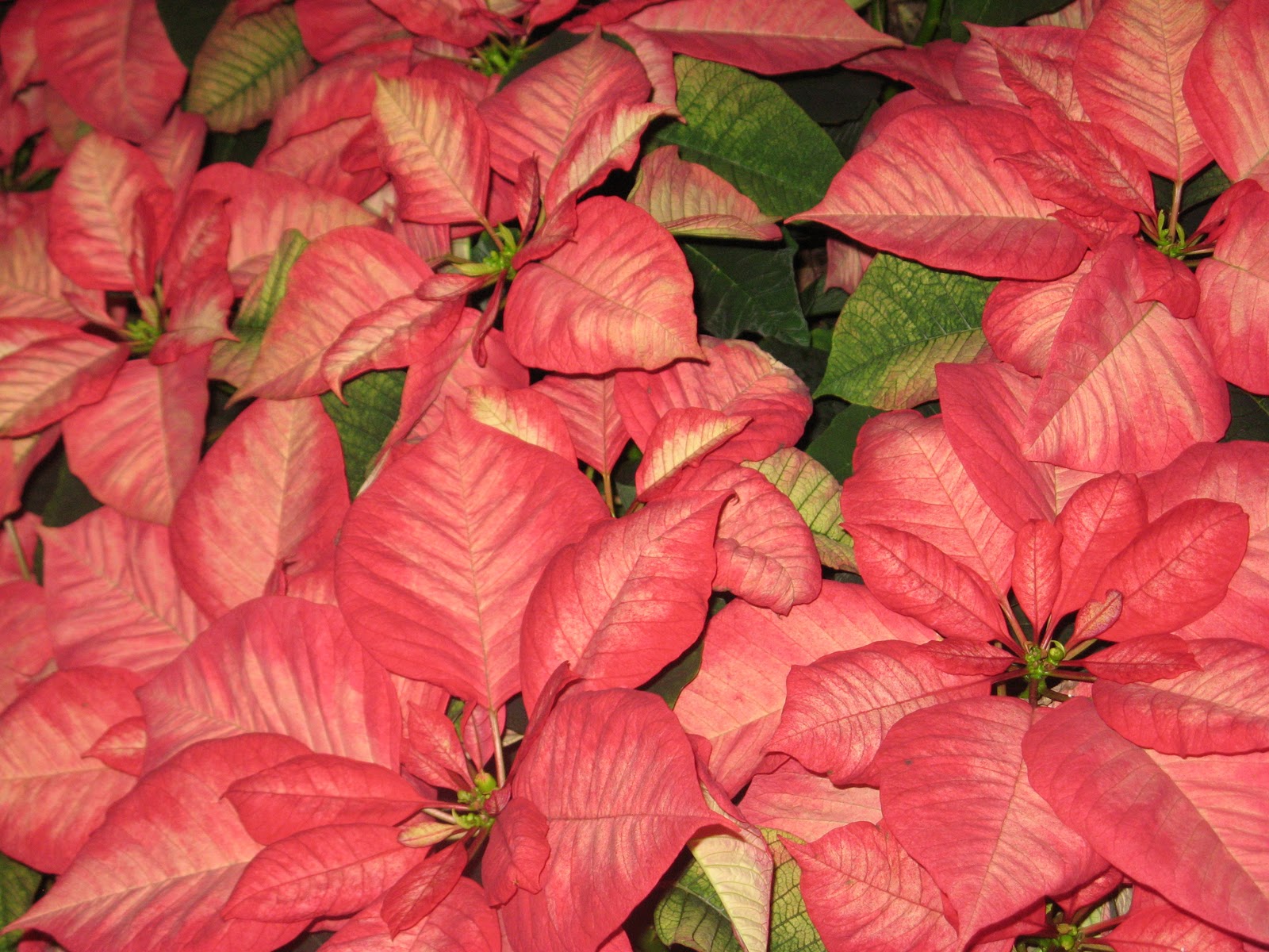 ever-ready-a-zen-moment