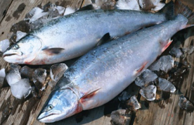 Ikan salmon Budidaya Jenis Jenis Ikan Konsumsi Dan Gambarnya 
