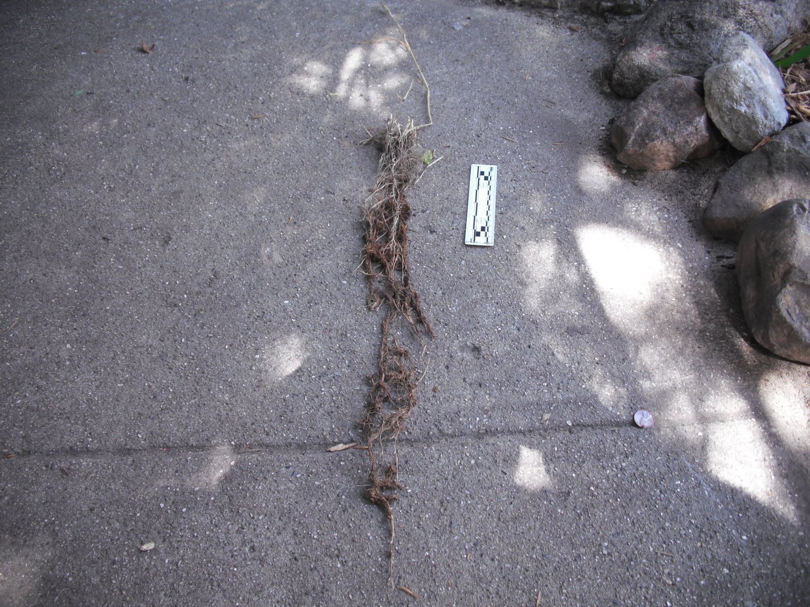 The Perennial Agriculturalist spring wheat root system