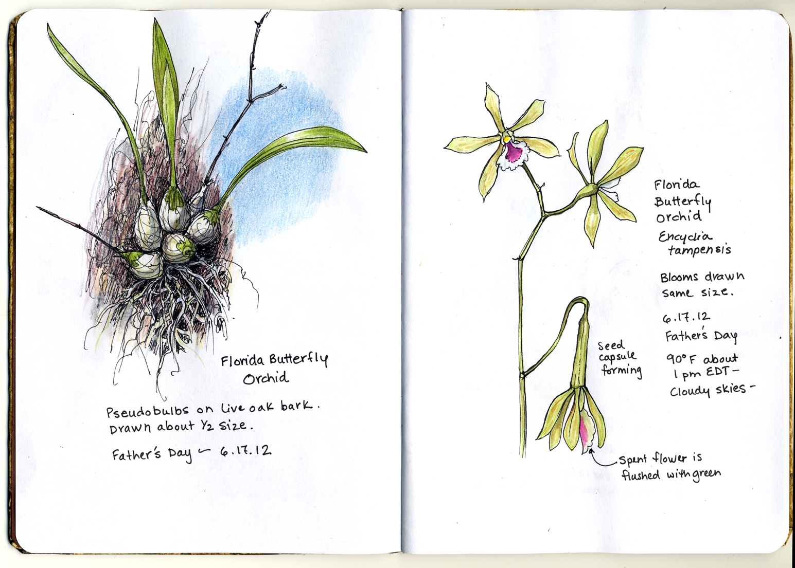 A Nature Art Journal: The Sketchbook Project , first pages