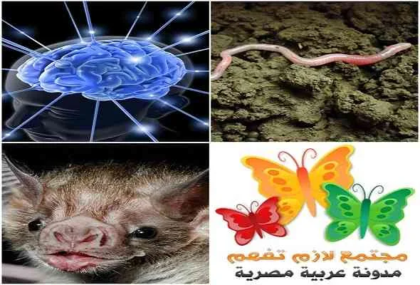 top-8-common-misconceptions-ثمانية-معلومات-خاطئة-منتشرة-بين-الناس