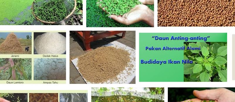 Ini Dia Pakan Ikan Nila Supaya Cepat Besar