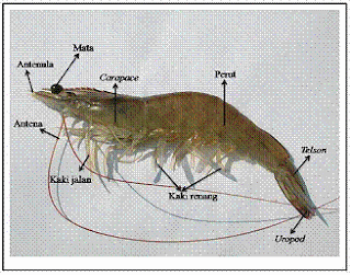 PEMANFAATAN BIOFLOK PADA BUDIDAYA UDANG VANAME (Litopenaeus vannamei)