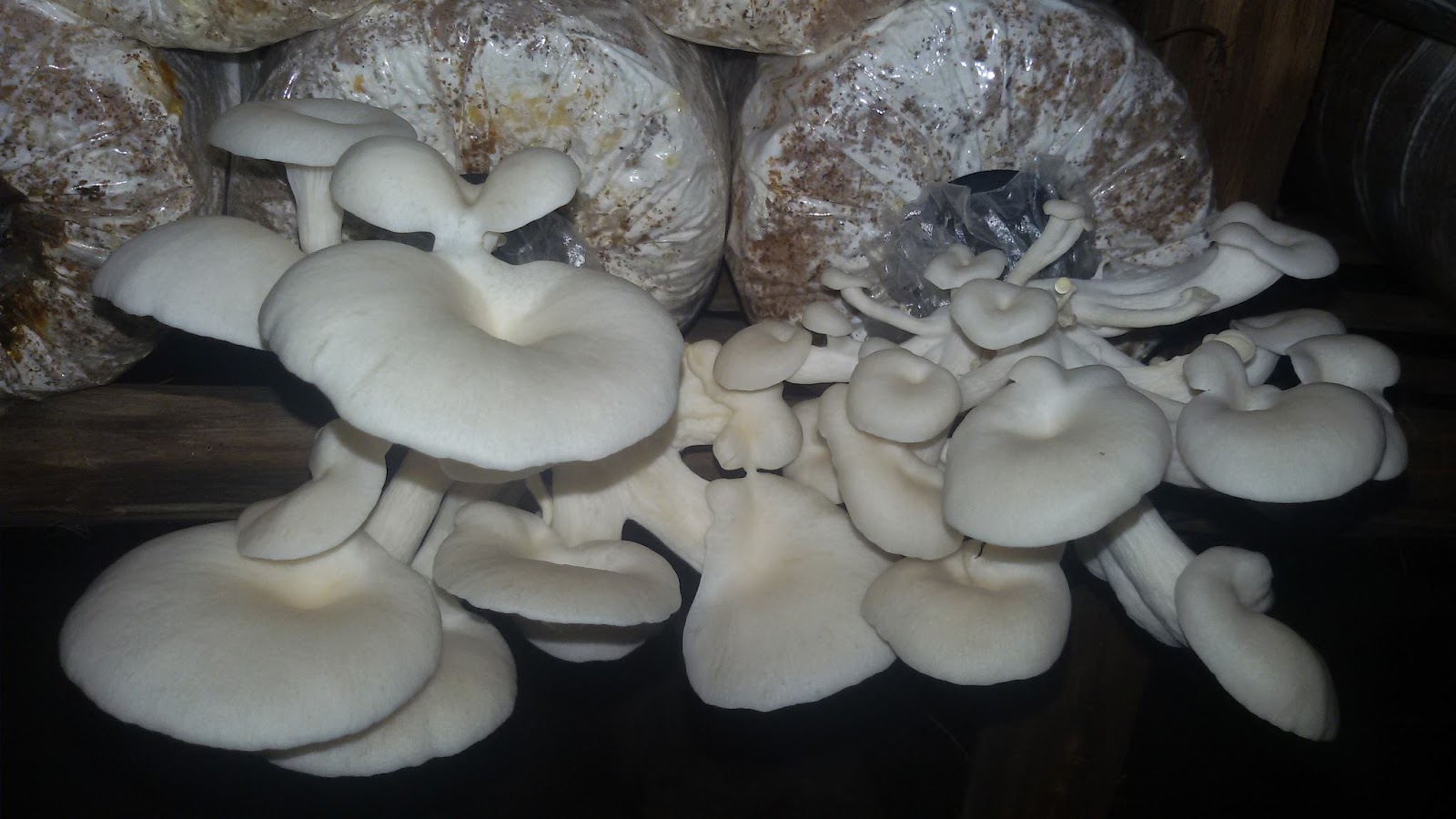 Inspirasi 40+ Jenis Jamur