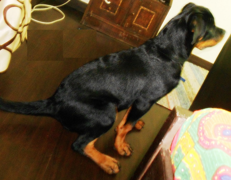 Leo - The Rottweiler: 5 Months Old Rottweiler Puppy