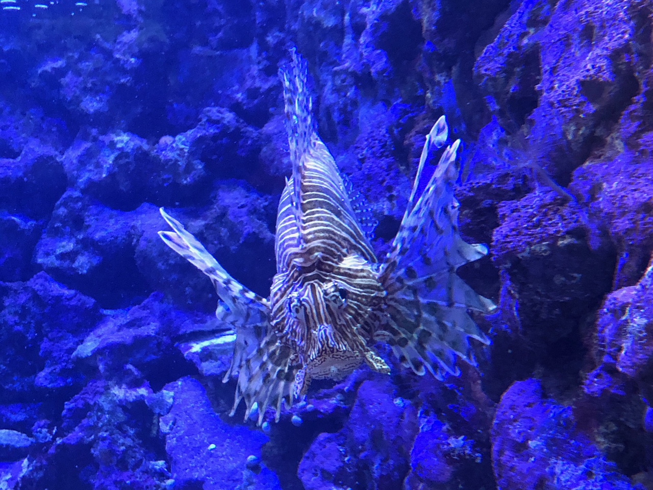 Flying Pig Tales A Travel Blog Bermuda Aquarium