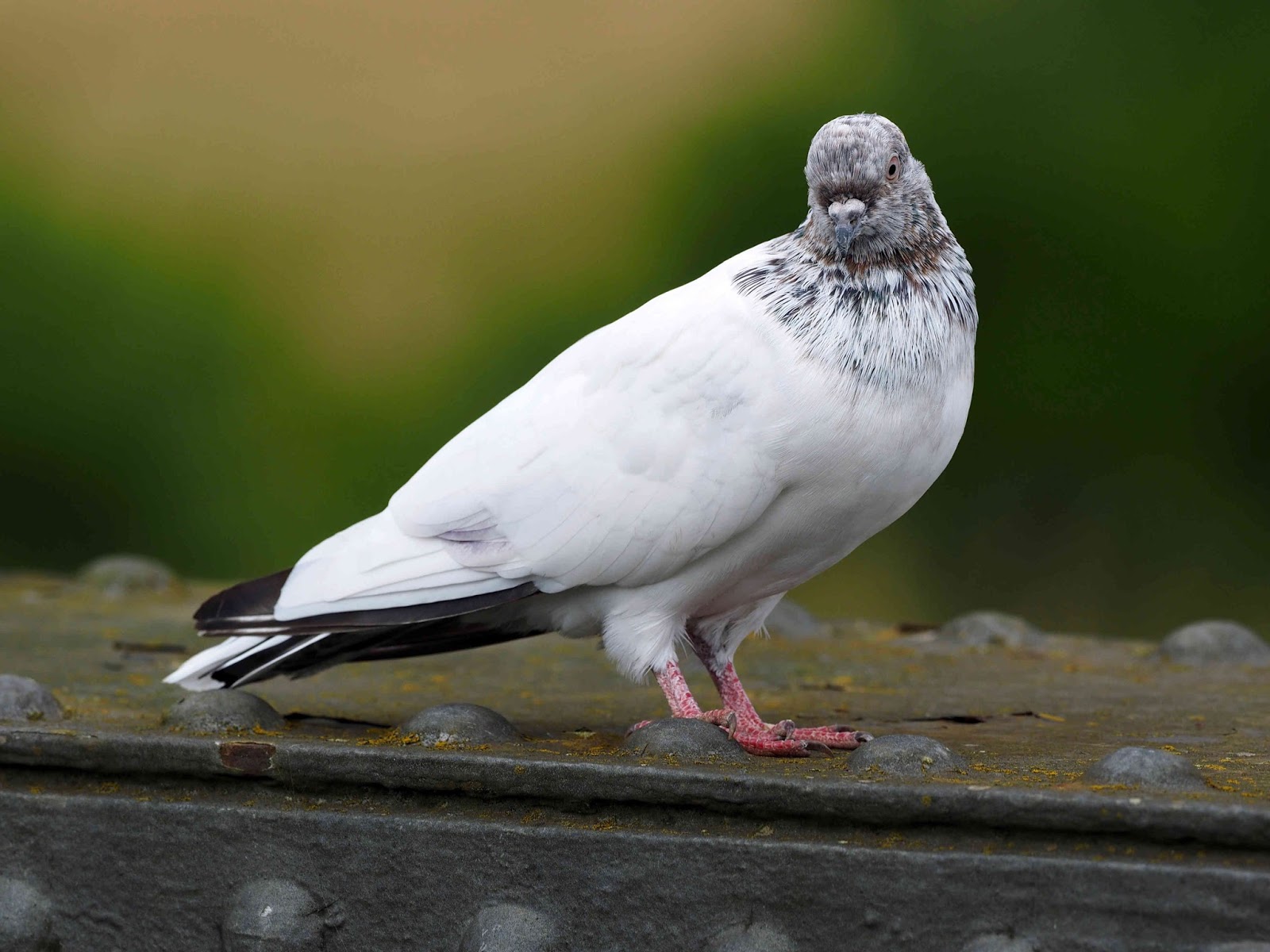 Peterborough Bird Club Gallery White Woodie.?