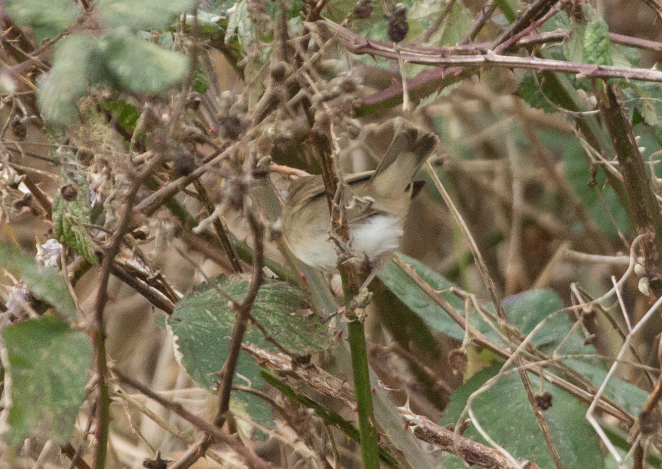 Austin's Birding Blog 26/01/2019 Hope Carr Nature Reserve, Leigh