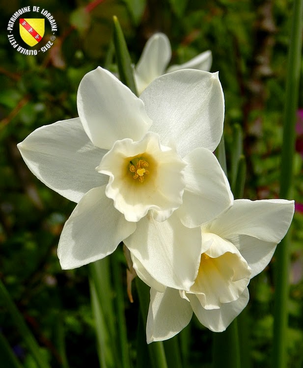 VILLERS-LES-NANCY (54) : Le jardin botanique du Montet-Narcisses