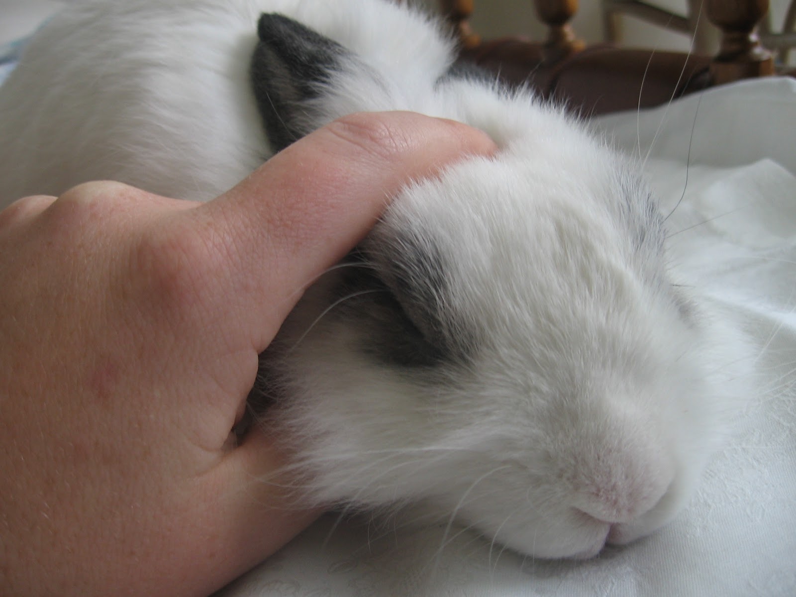 u królika: Królik ugłaskany