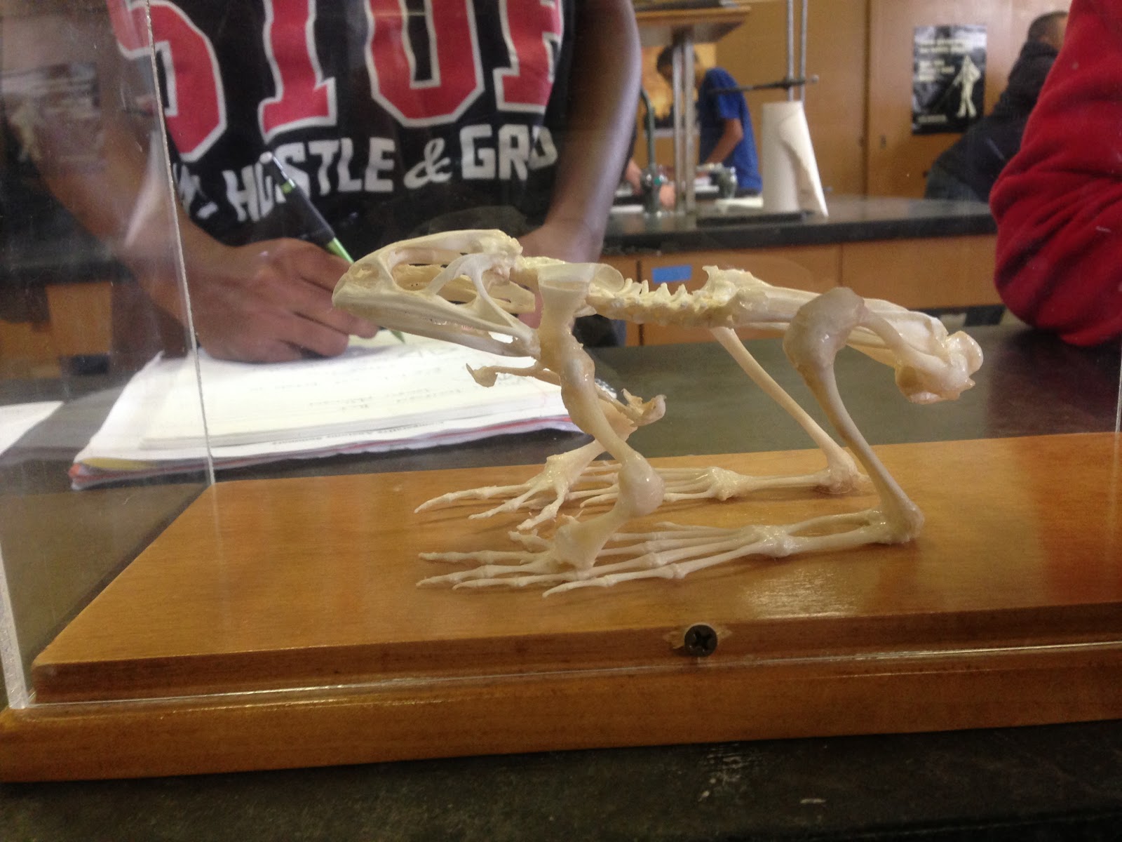Evolution/ Comparison: Skeletal System