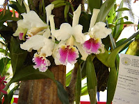 Orquídeas de Moyobamba