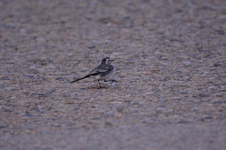 Motacilla alba - Bergeronnette grise Motacilla alba - Bergeronnette grise