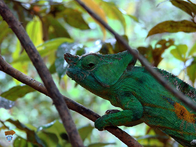 Madagascar: Analamazaotra