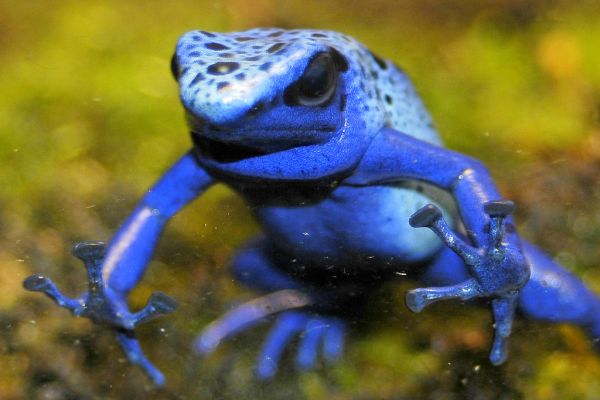 Funny blue poison dart frog |Funny Animal