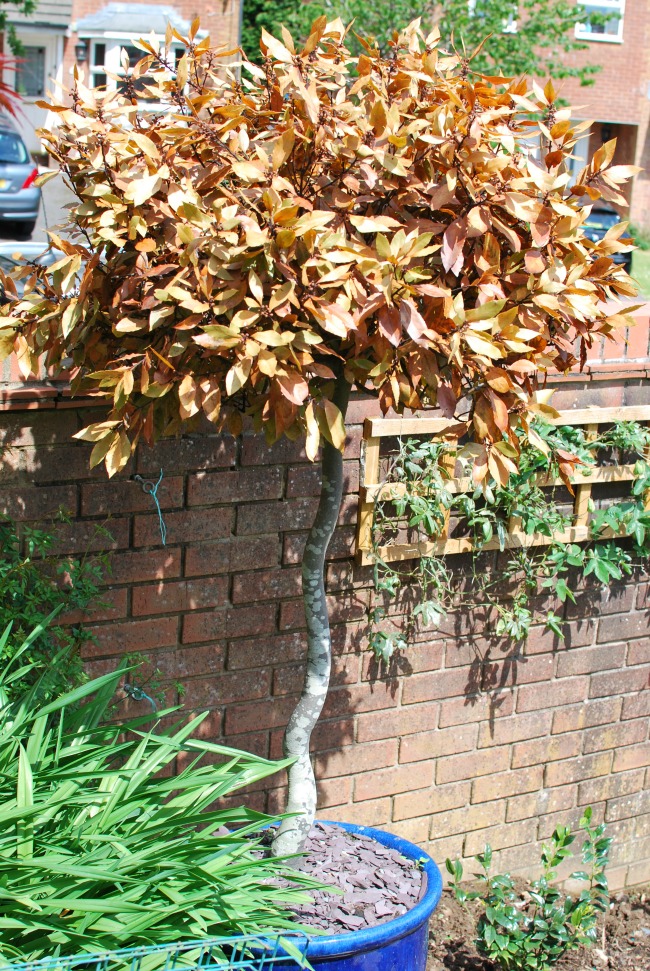A Cardiff Garden In May Teddy Bears And Cardigans