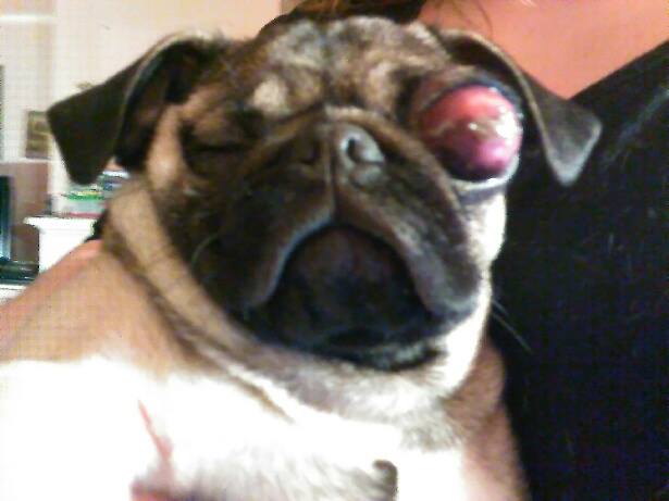 Do Pugs Eyes Pop Out Of Their Head