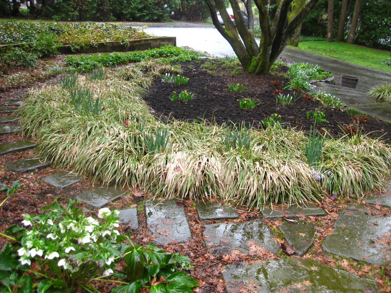 The BicycleGardening Chronicles... Spring Cleanup of Ornamental Grasses