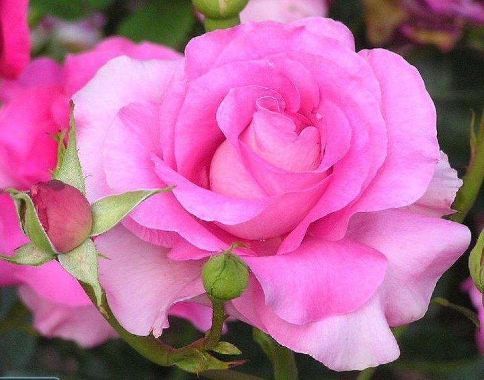 احب لون الورد واهوى جماله