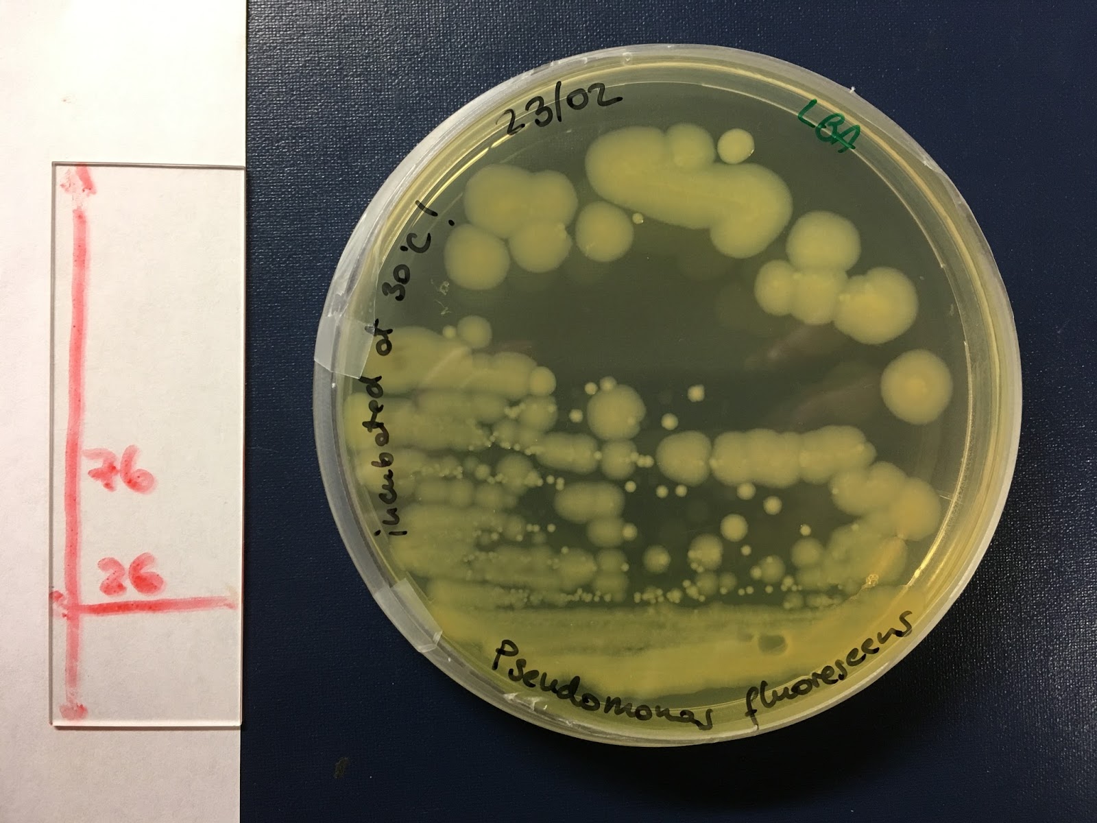 Learning Thru Research: Get to know Pseudomonas fluorescens
