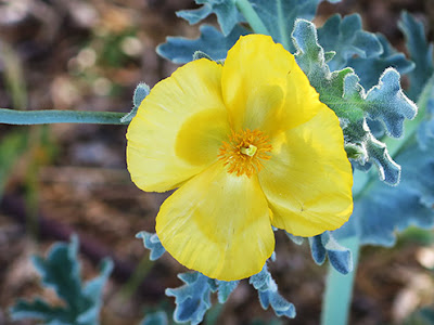 Amapola marina (Glaucium flavum) flor silvestre amarilla