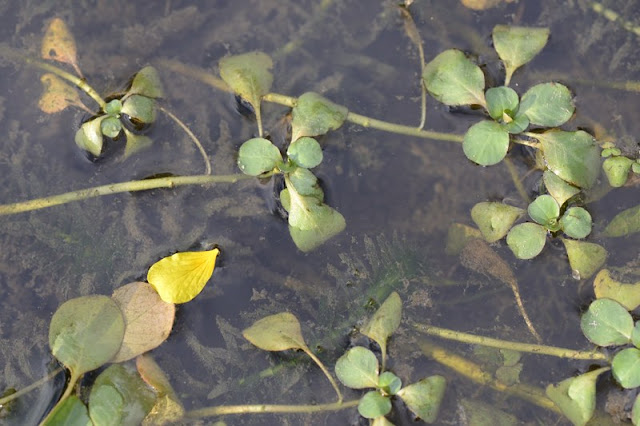 balade botanique Jussie rampante