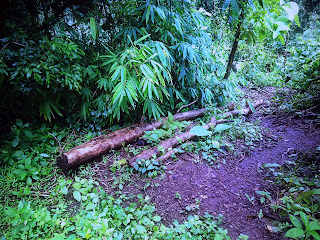 Pieces of Teak Tree Trunks on the Ground after the Flood at the Plant Filed