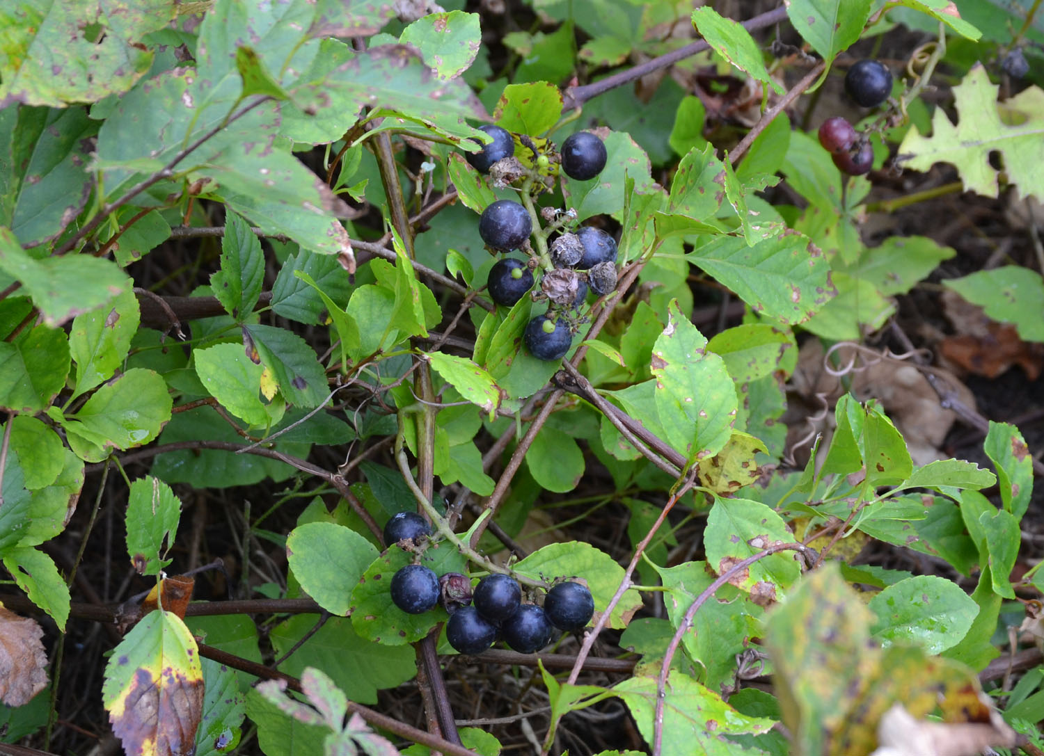Woods Walks and Wildlife Farewell to Summer