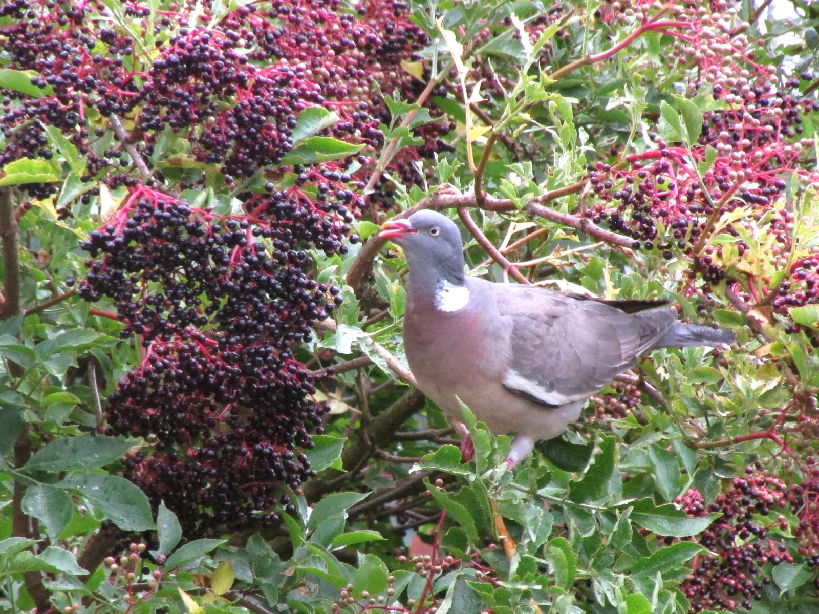 The Rattling Crow Woodpigeon eating elderberries