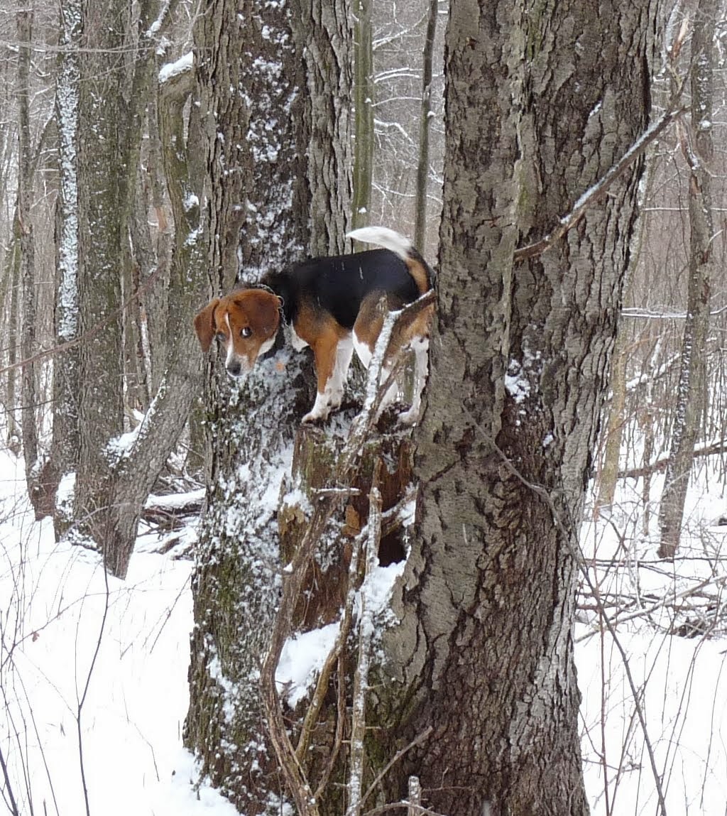 canine tree climbing