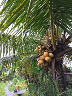 椰子の木の向こうに見える座る人