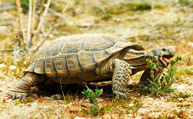 Hewan Hewan Bercangkang