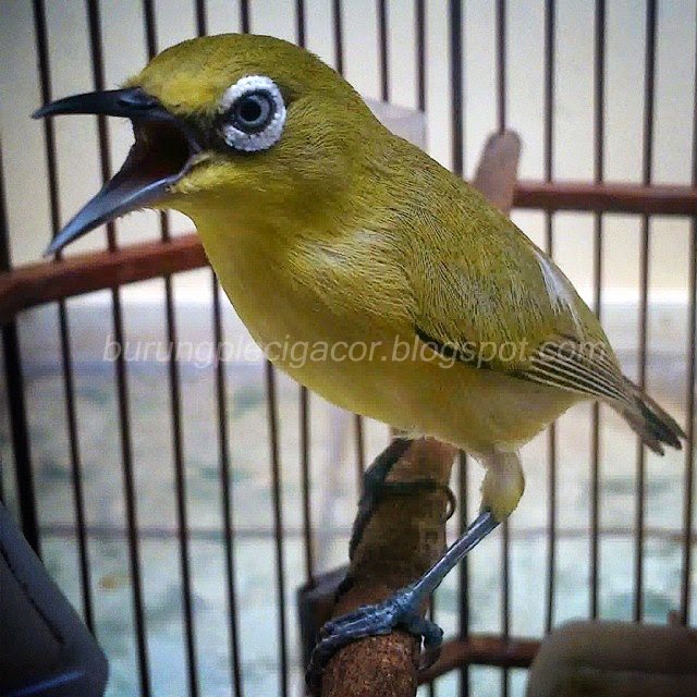 Tips Memilih Burung Pleci Ombyokan yang Bagus All About