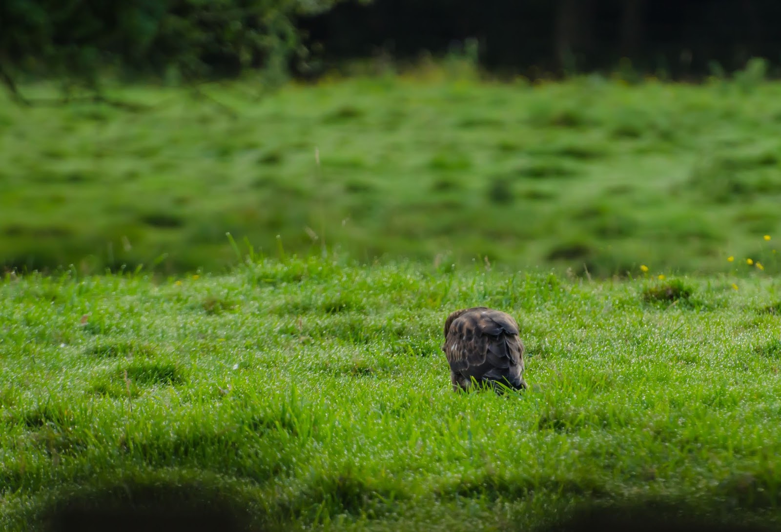 Photography Digital Wildlife Photography