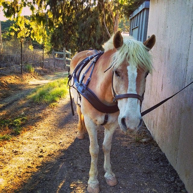 The Haflinger