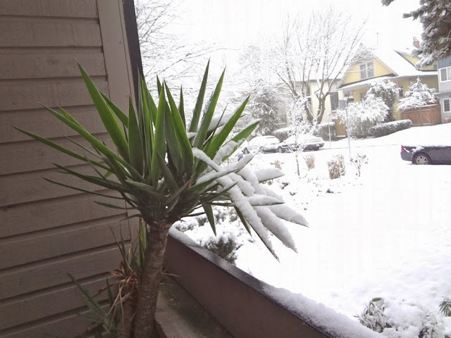 A palm tree in Vancouver covered in winter snow.