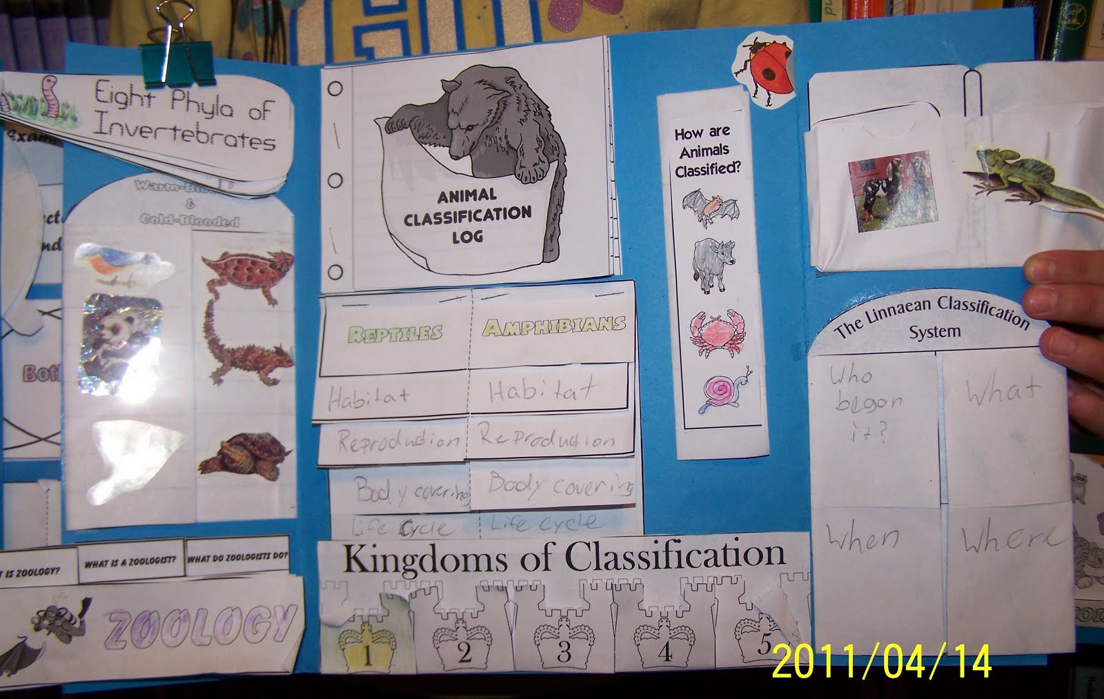 *My Father's Sheep* WB 30 Animal Classification lapbook