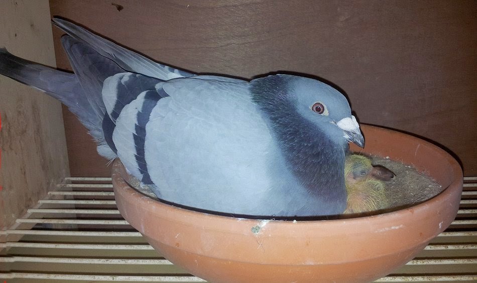 Pigeon Fever PF 1 t/m 5