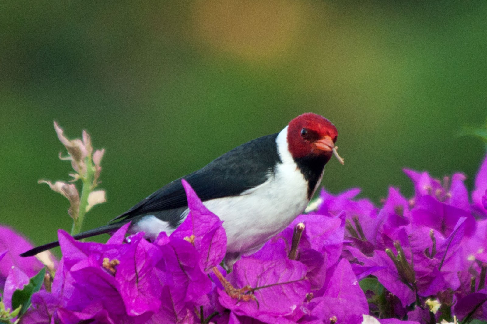 Martha's Musings Birding in Hawaii