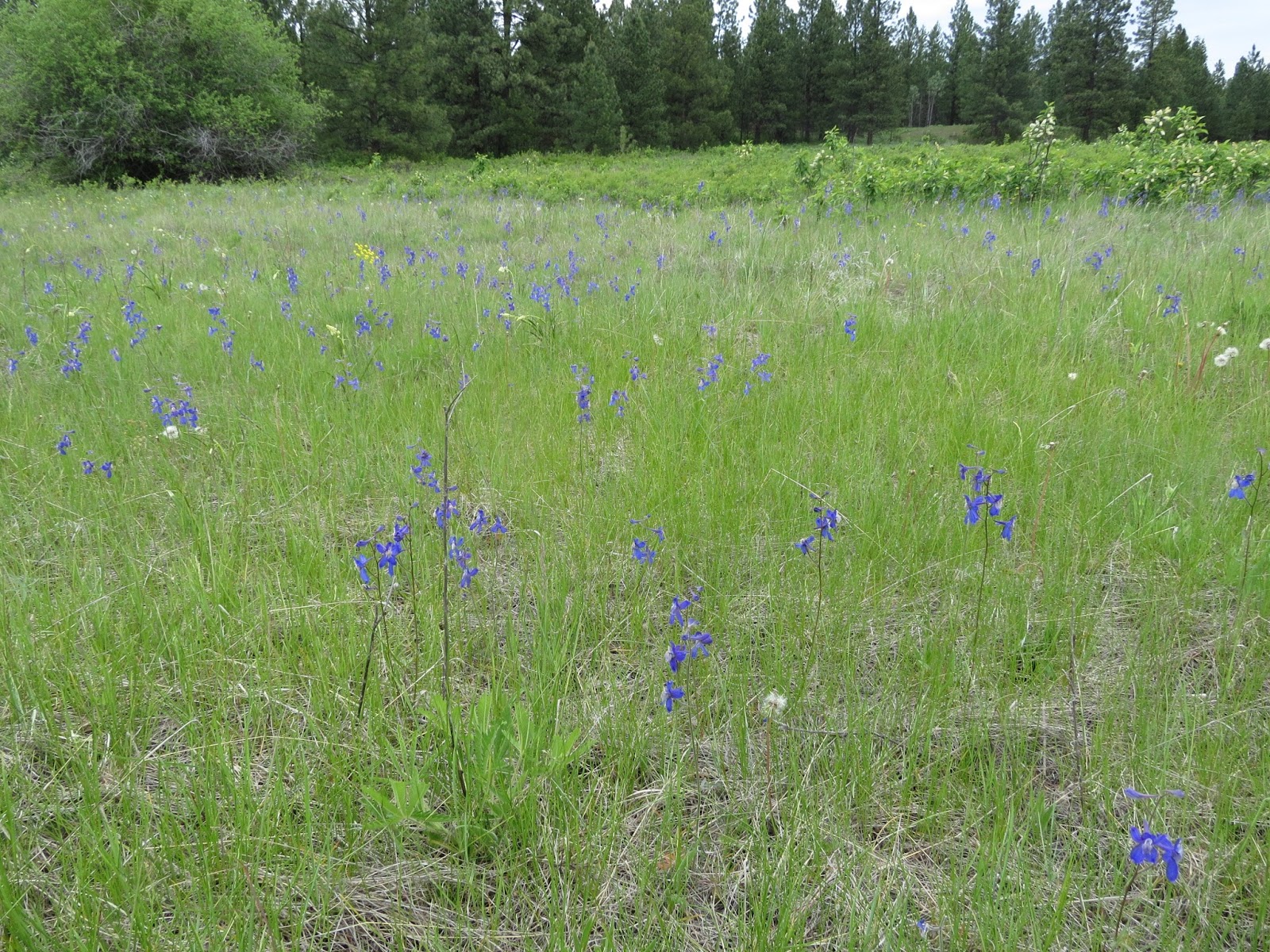 The Cranbrook Guardian Wild Flowers Near You