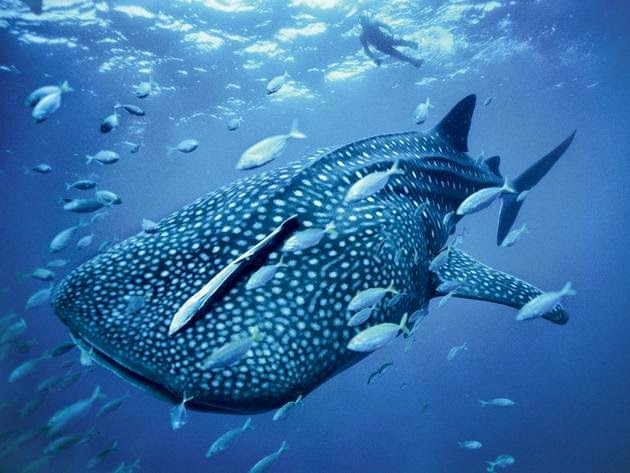 الحوت الأزرق القرش. الصورة من جانب Brian Skerry