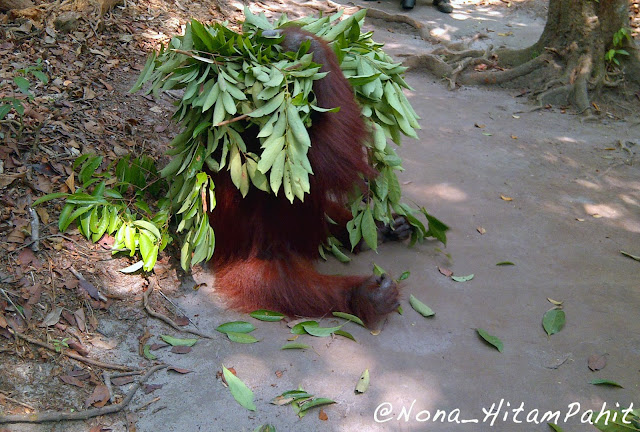orang utan, kalimantan, indonesia