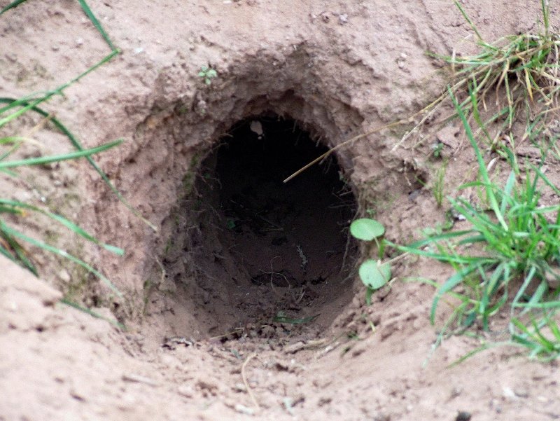 HD Animals Rabbit Burrow hd-animals-rabbit-burrow