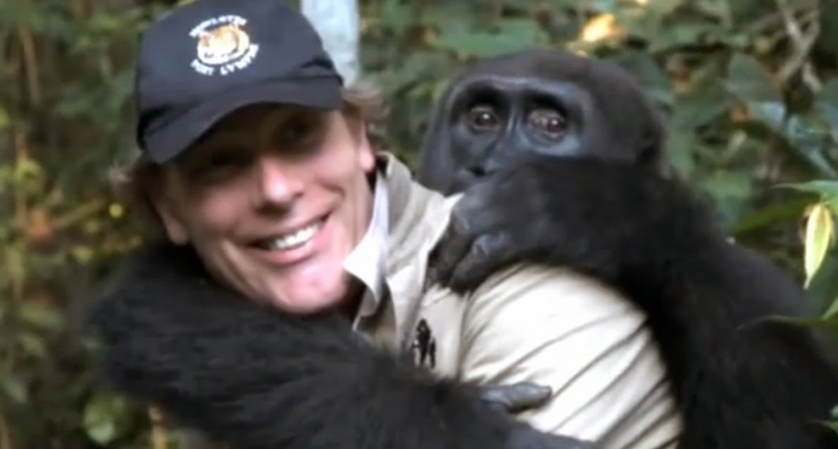 Watch What Happens When a Gorilla and the Man who Raised and Released him Meet Again after Five Years | The Ark In Space