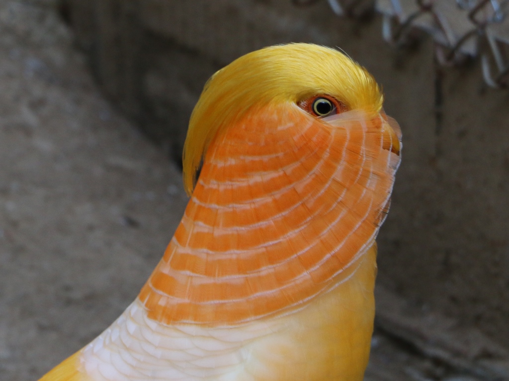 www.peacock.bg: Peach Yellow Golden Pheasant