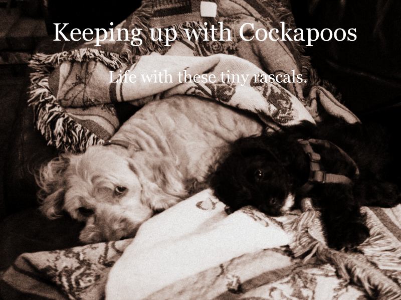 Keeping Up with Cockapoos