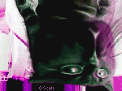 Art Cat GIF • Cat high on catnip Pssst Pssst wake up Mom I need moar fresh catnip please Art Cat GIF • Cat high on catnip Pssst Pssst wake up Mom I need moar fresh catnip please