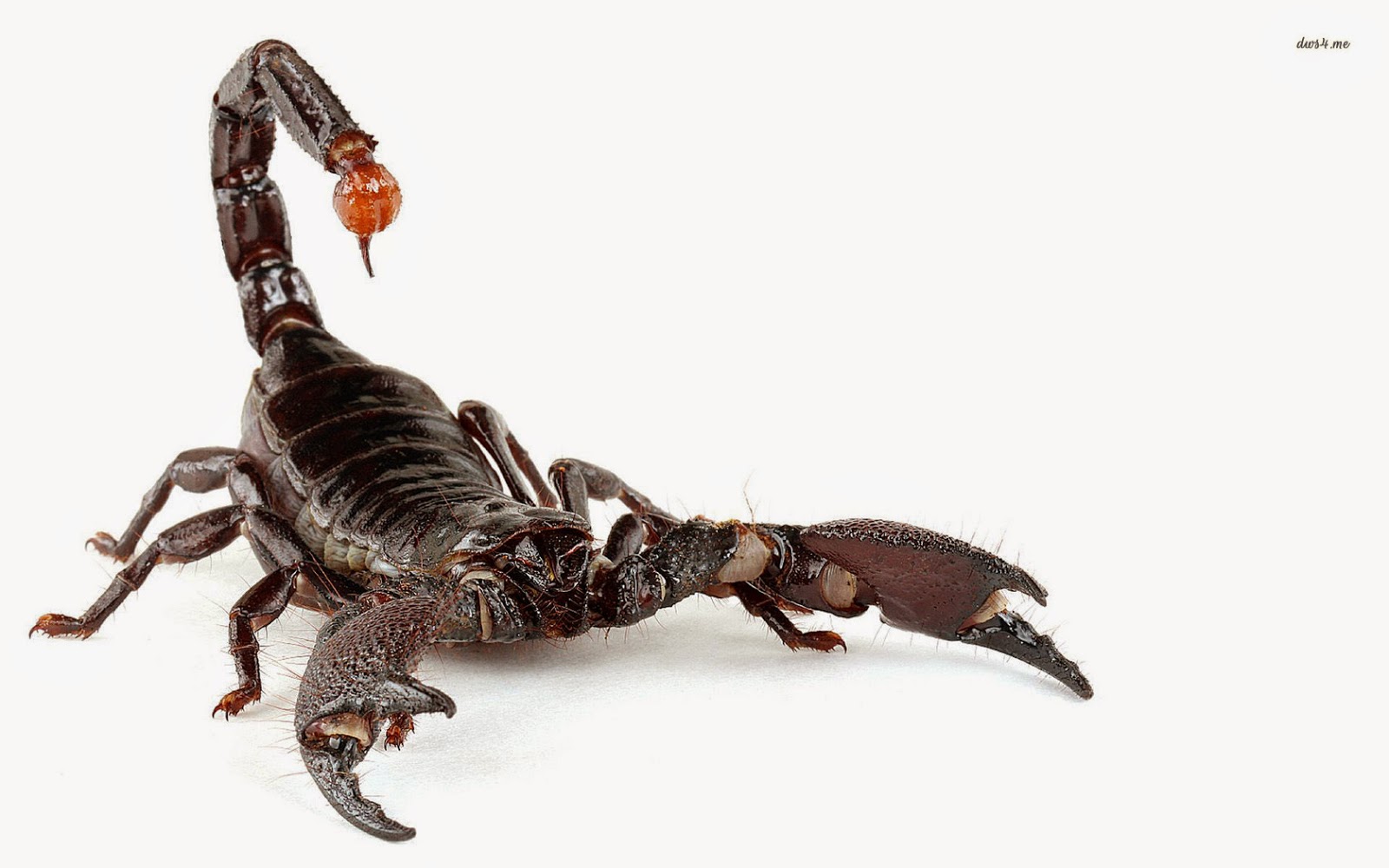 Black Scorpion 47