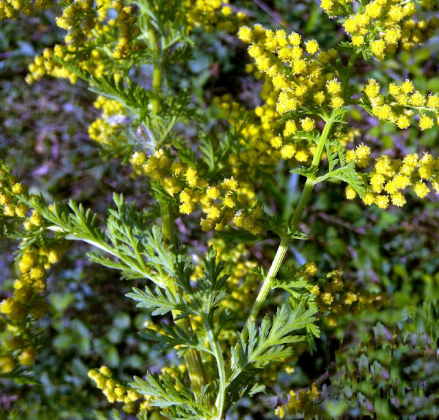 FITOMOR: ARTEMÍSIA - Artemisia sp