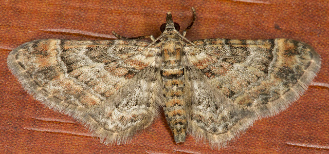 Double-striped Pug, Gymnoscelis rurifasciata.  In my computer room in Hayes on 14 August 2012.